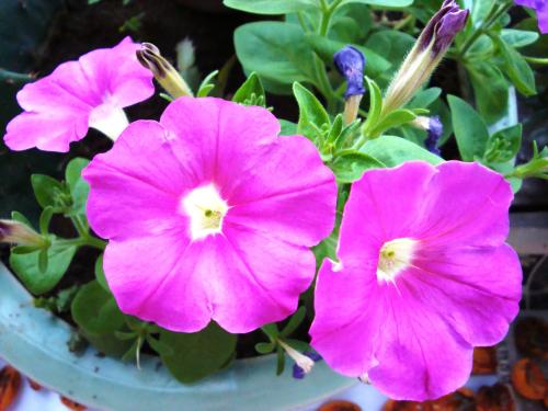 最適合花箱種植的花，不僅好看，養(yǎng)護(hù)也很方便！